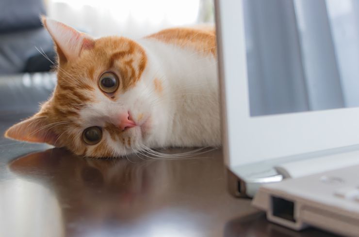 AdobeStock_197219008