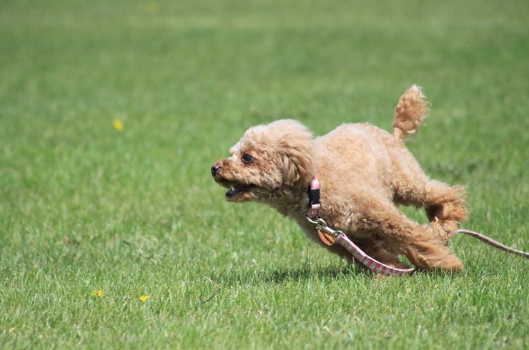 お走り回る犬