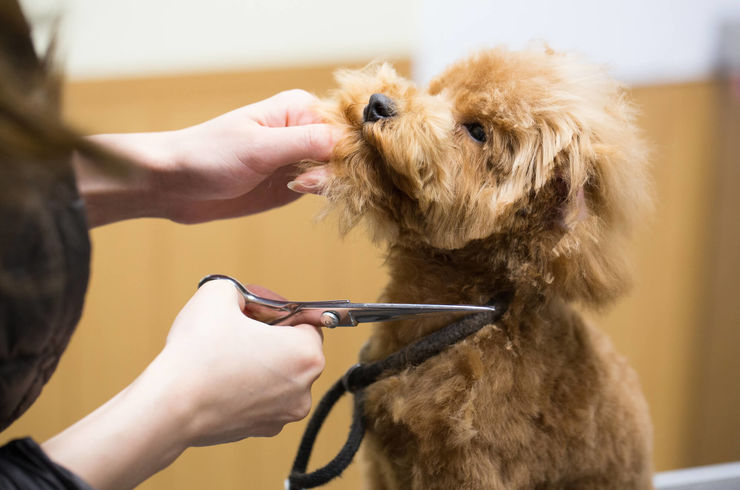 犬の毛をハサミで切る