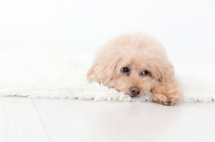 旦那さんが返ってくる前の犬