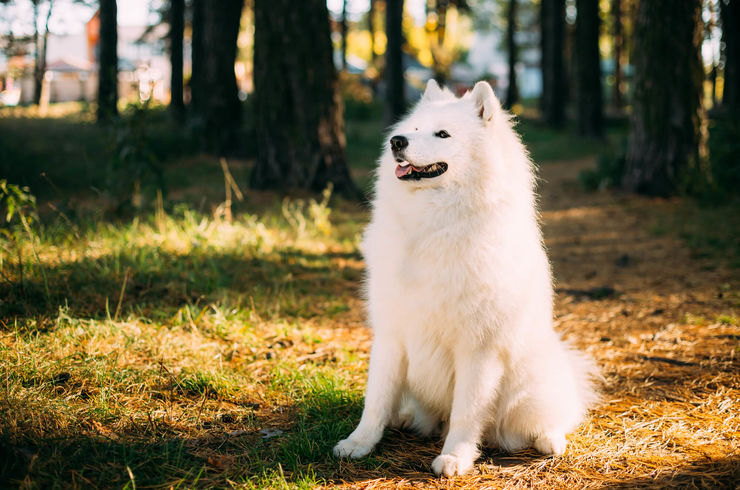 外で遠くを見る犬