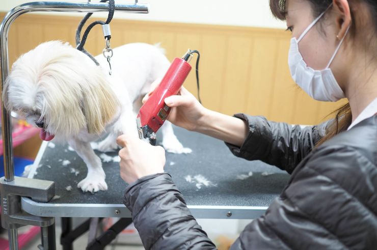 毛をバリカンで整える