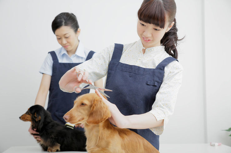 犬の毛をカット中