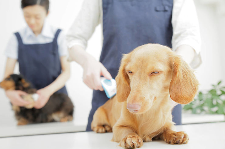 毛並を揃えられる犬
