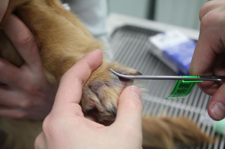 犬の爪検査
